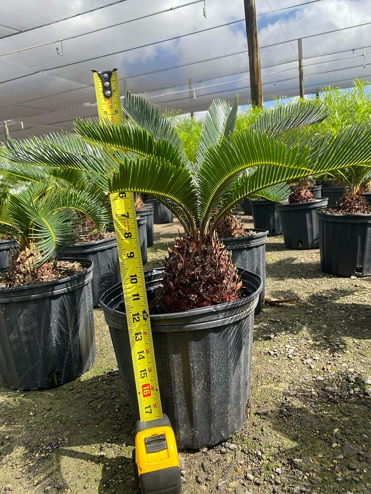 cycas-revoluta-king-sago-palm-cycad