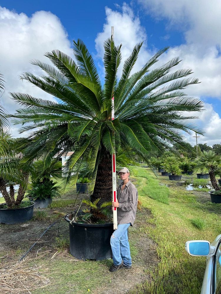 cycas-taitungensis-emperor-sago-prince-sago-cycad