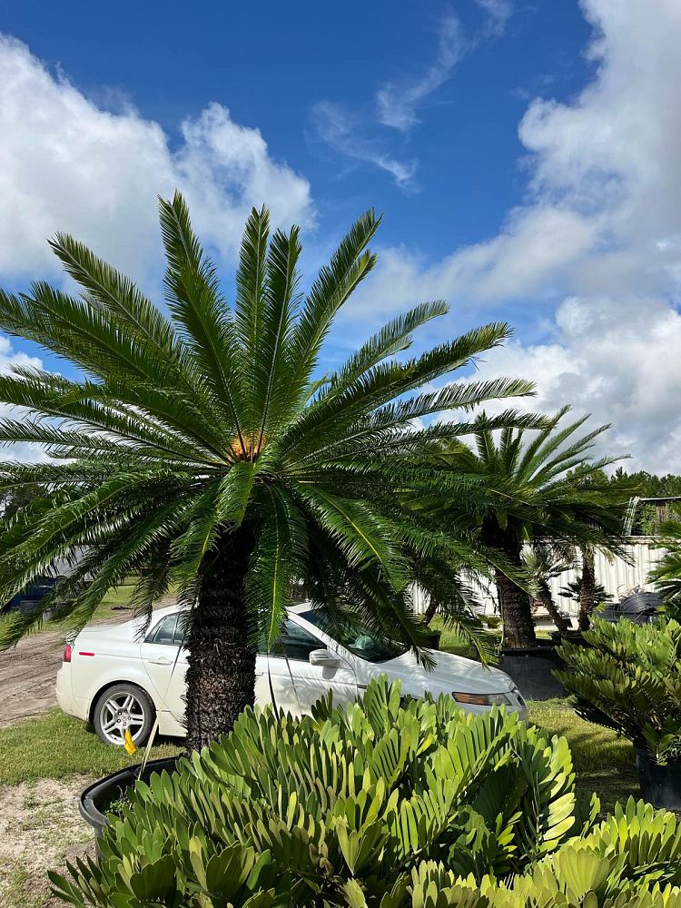 cycas-taitungensis-emperor-sago-prince-sago-cycad