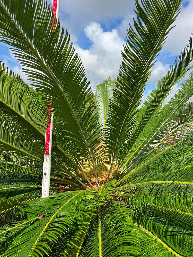 cycas-taitungensis-emperor-sago-prince-sago-cycad