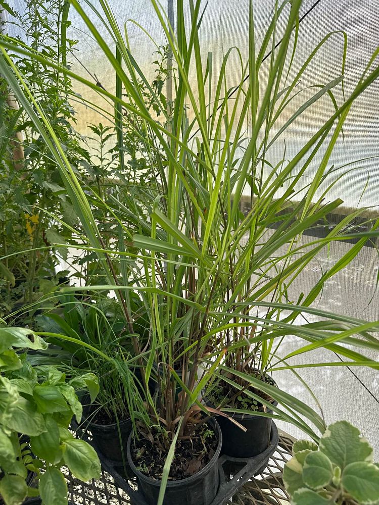 cymbopogon-citratus-lemongrass