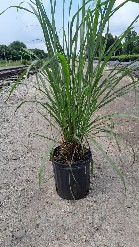 cymbopogon-citratus-lemongrass