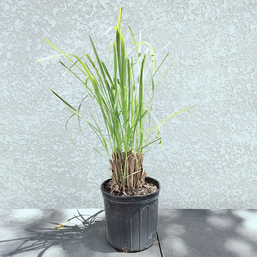 cymbopogon-citratus-lemongrass