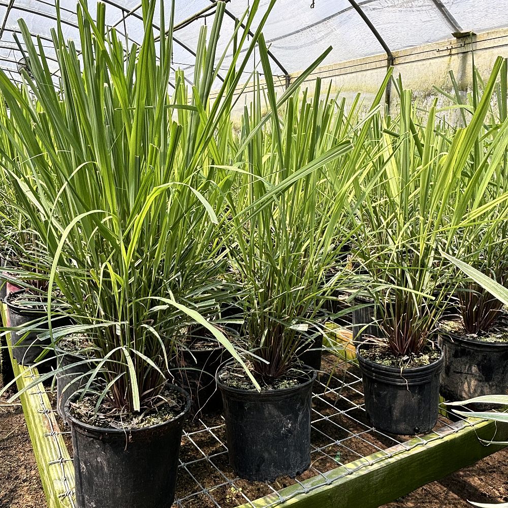 cymbopogon-citratus-lemongrass