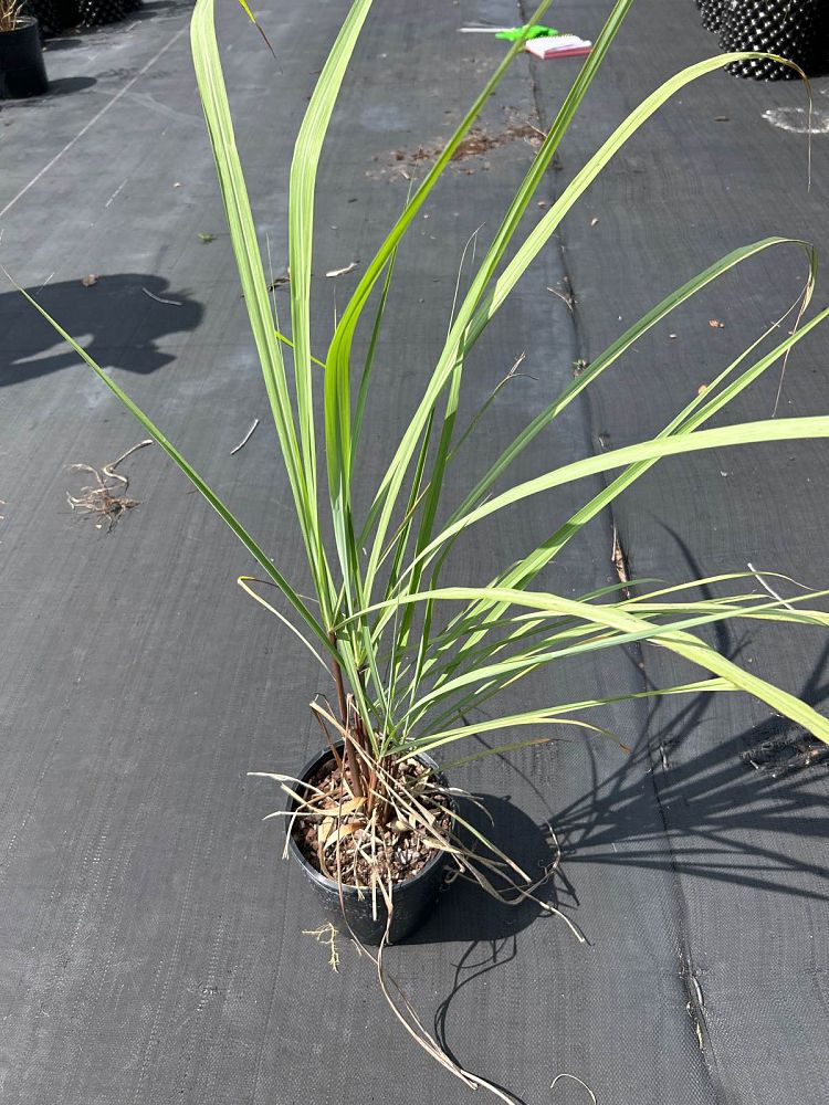 cymbopogon-citratus-lemongrass