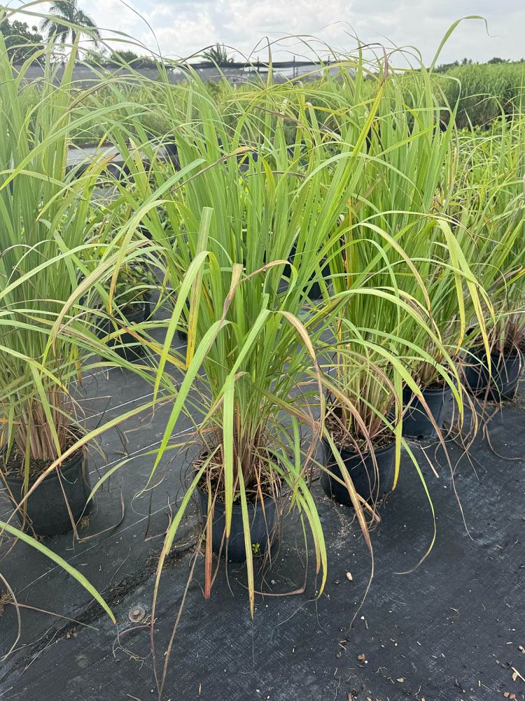 cymbopogon-citratus-lemongrass