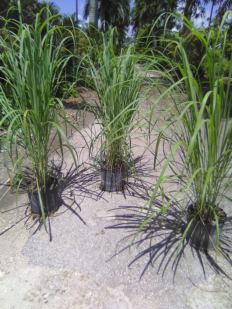 cymbopogon-citratus-lemongrass