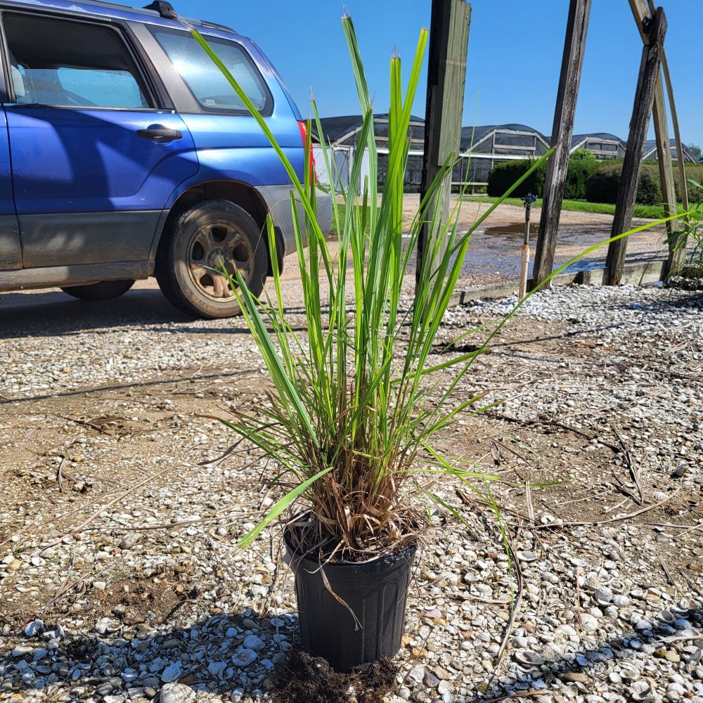 cymbopogon-citratus-lemongrass