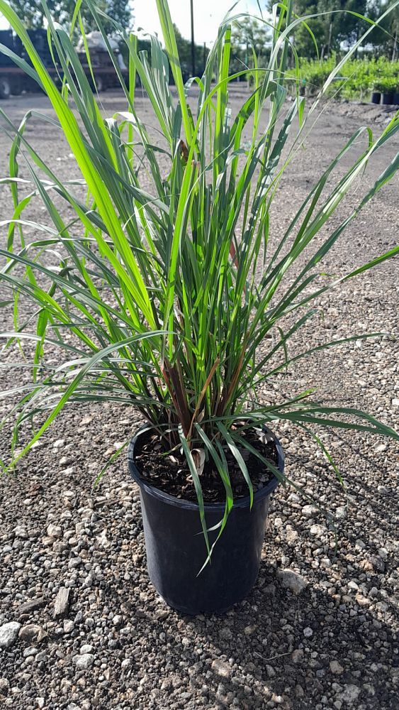 cymbopogon-citratus-lemongrass