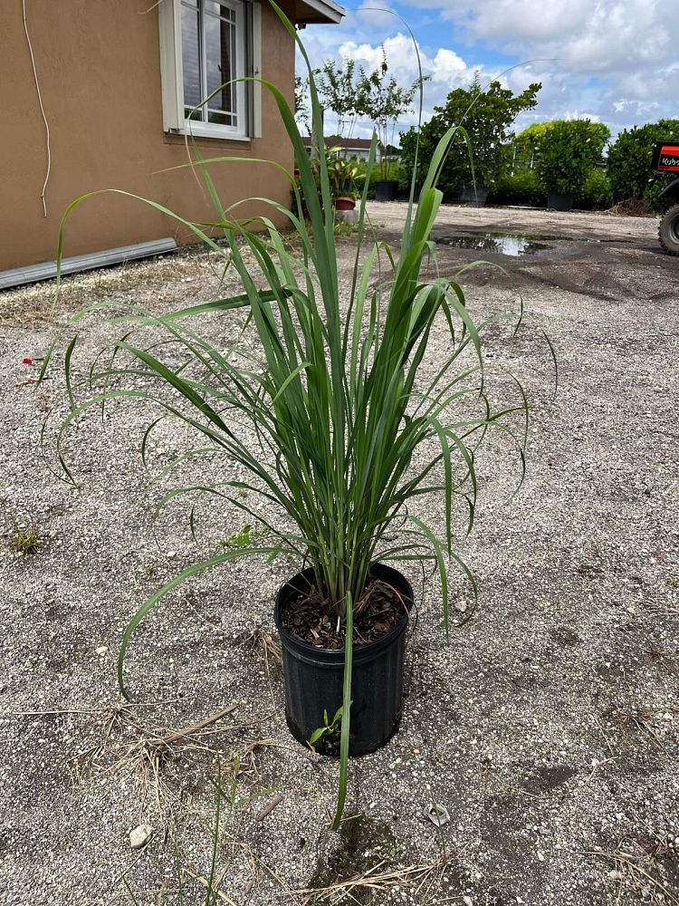 cymbopogon-lemon-grass