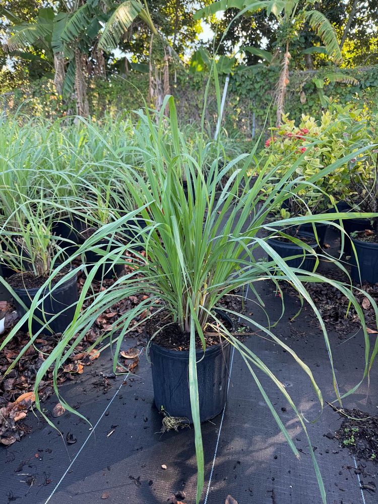 cymbopogon-lemon-grass