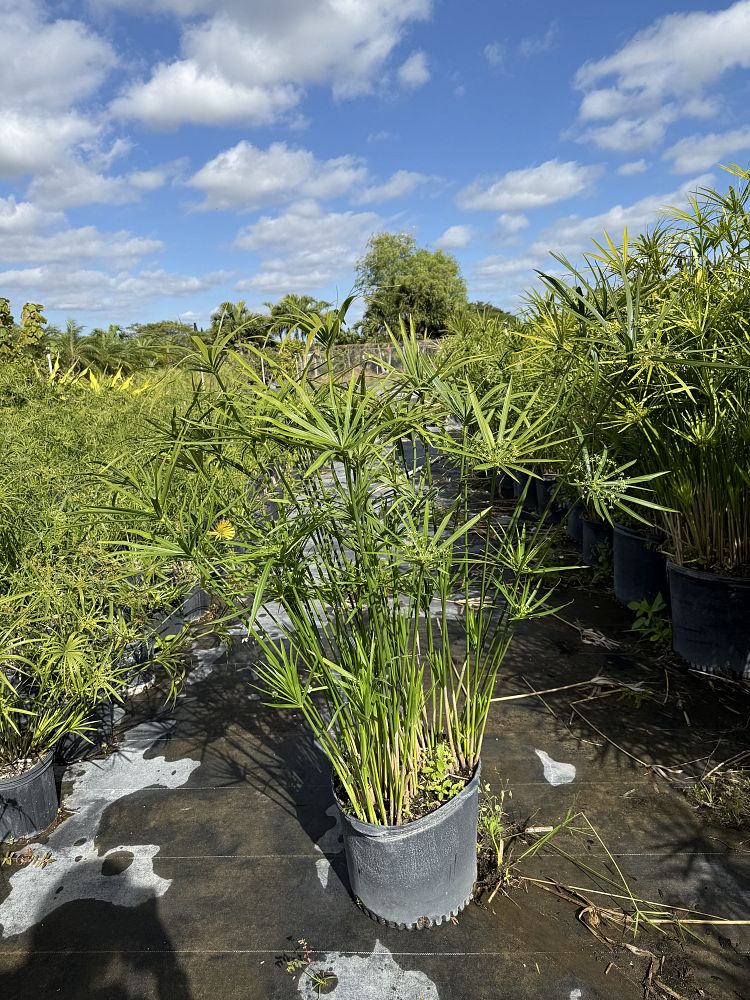 cyperus-papyrus-giant-egyptian-papyrus