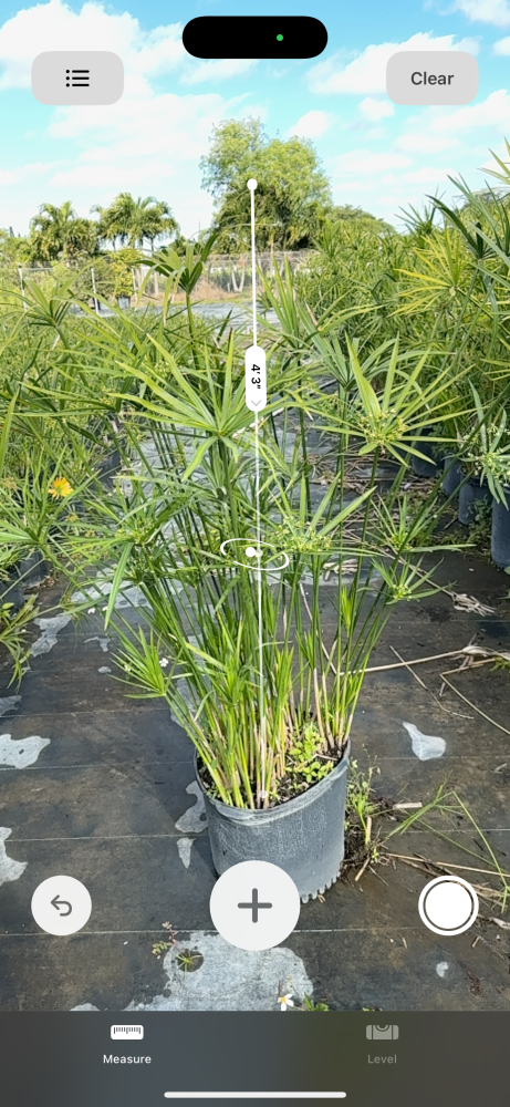 cyperus-papyrus-giant-egyptian-papyrus