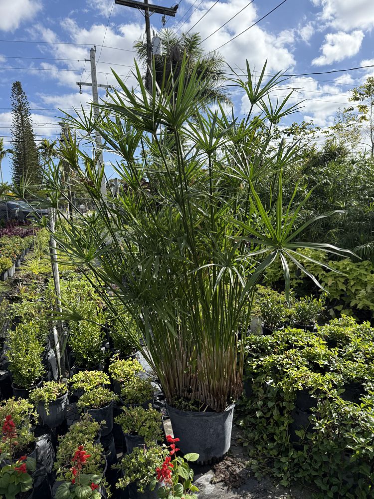 cyperus-papyrus-giant-egyptian-papyrus