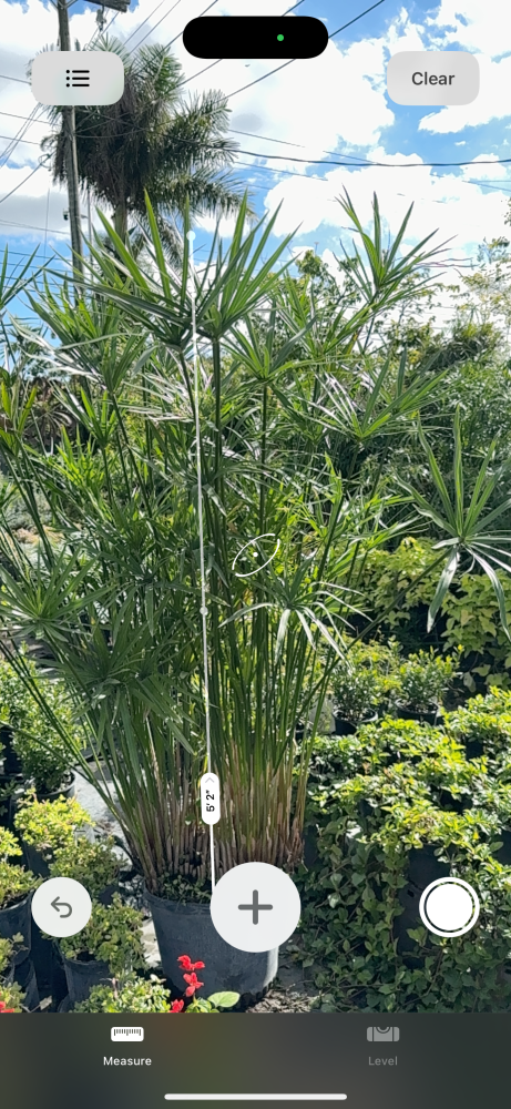 cyperus-papyrus-giant-egyptian-papyrus