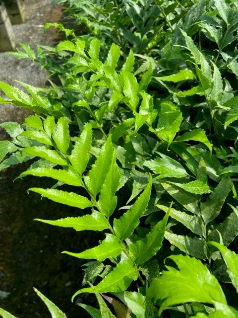 cyrtomium-falcatum-japanese-holly-fern