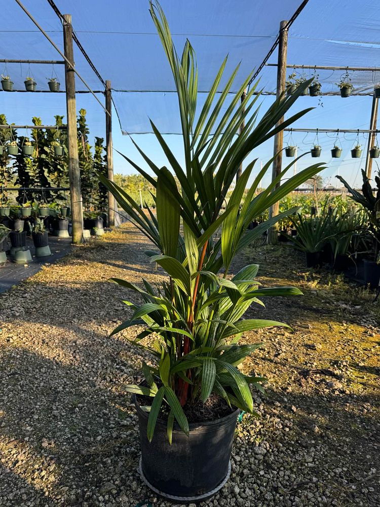 cyrtostachys-renda-cyrtostachys-lakka-lipstick-palm-red-sealing-wax-palm