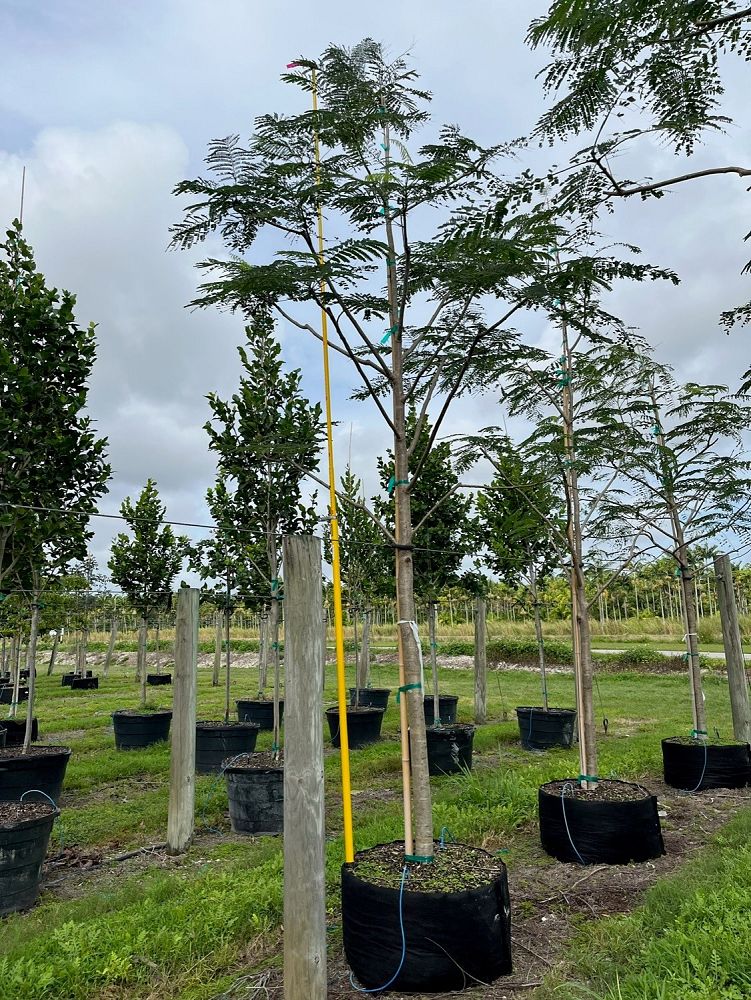 delonix-regia-royal-poinciana-flamboyant-tree-flame-tree