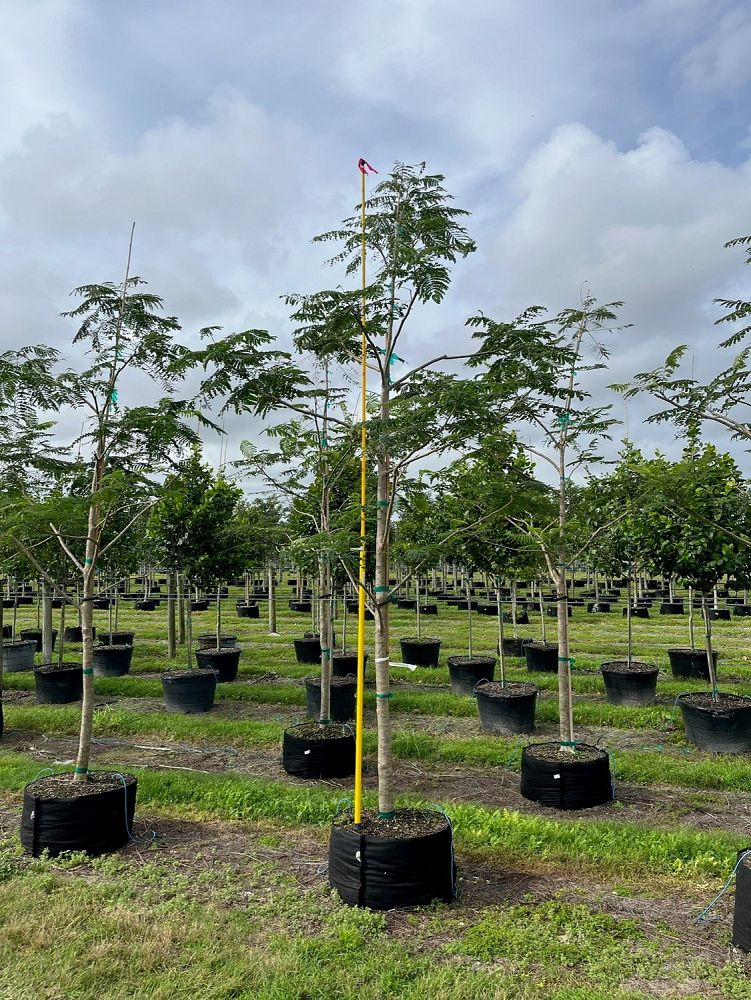 delonix-regia-royal-poinciana-flamboyant-tree-flame-tree