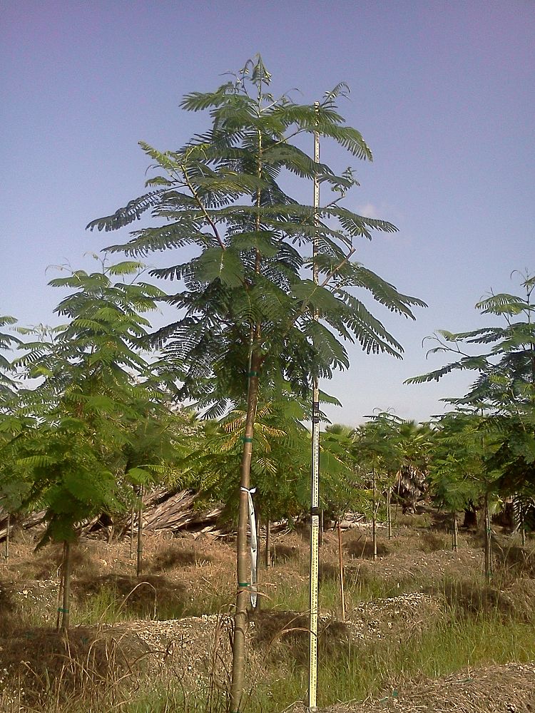 delonix-regia-royal-poinciana-flamboyant-tree-flame-tree