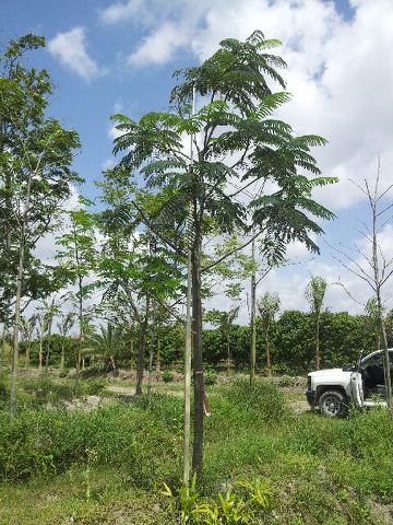 delonix-regia-royal-poinciana-flamboyant-tree-flame-tree