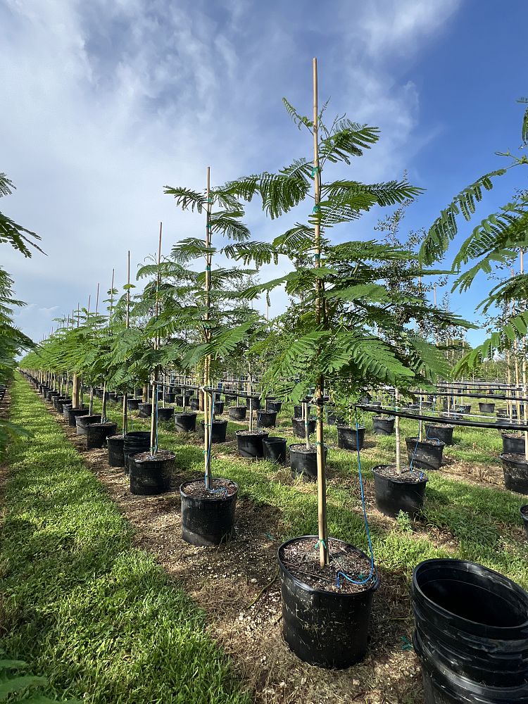 delonix-regia-royal-poinciana-flamboyant-tree-flame-tree