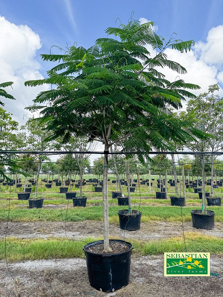 delonix-regia-royal-poinciana-flamboyant-tree-flame-tree