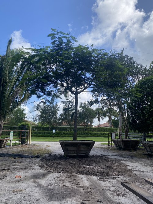 delonix-regia-royal-poinciana-flamboyant-tree-flame-tree