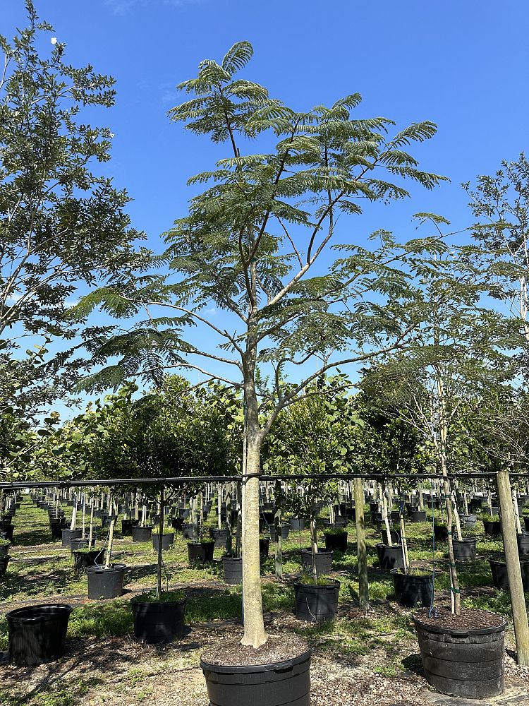 delonix-regia-royal-poinciana-flamboyant-tree-flame-tree