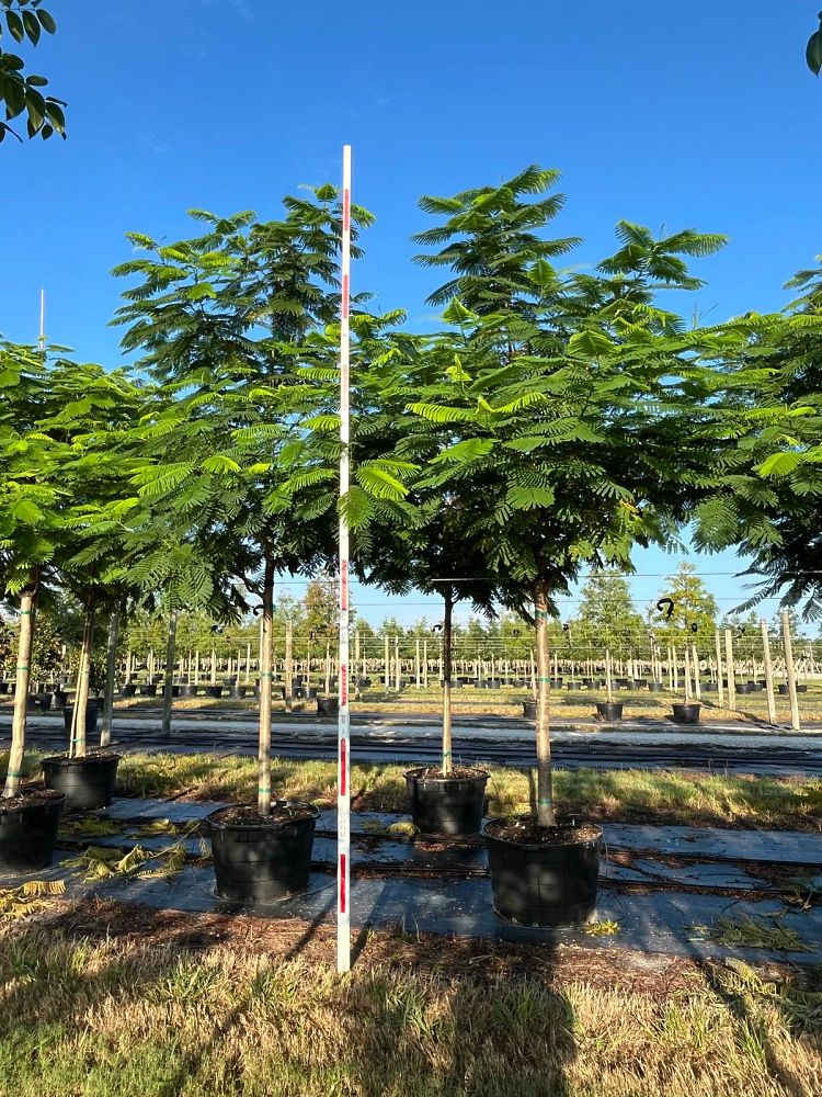 delonix-regia-royal-poinciana-flamboyant-tree-flame-tree