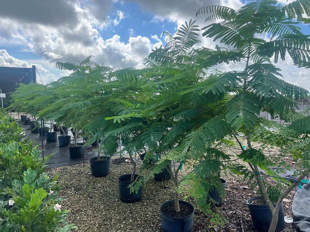 delonix-regia-royal-poinciana-flamboyant-tree-flame-tree