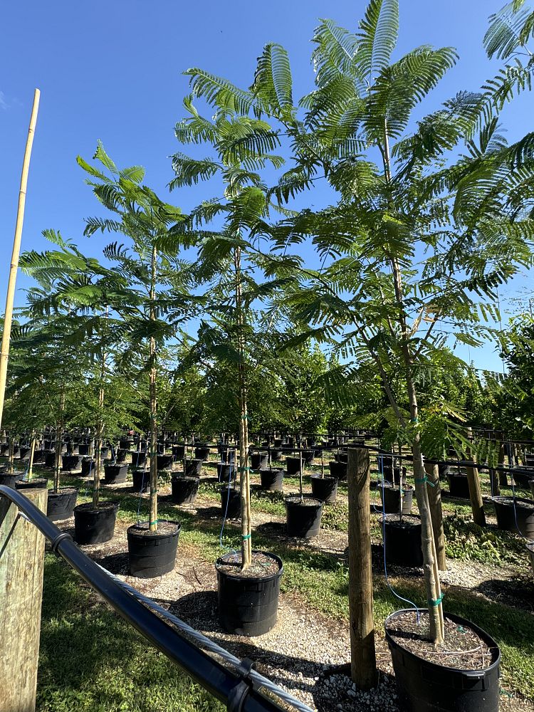 delonix-regia-royal-poinciana-flamboyant-tree-flame-tree