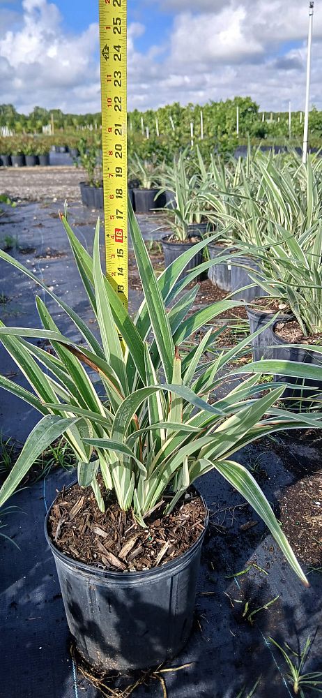 dianella-ensifolia-cerulean-flaxlily