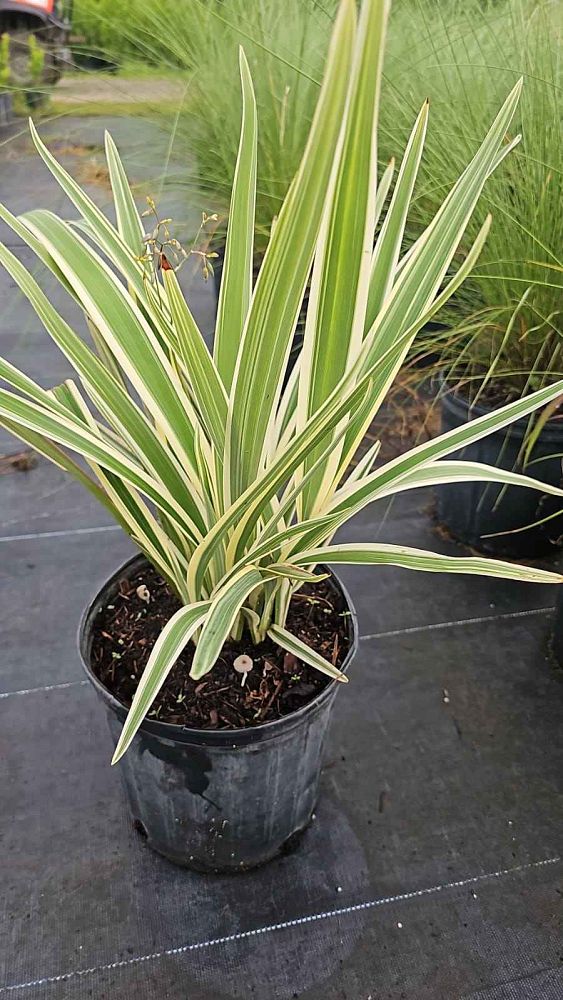 dianella-ensifolia-cerulean-flaxlily