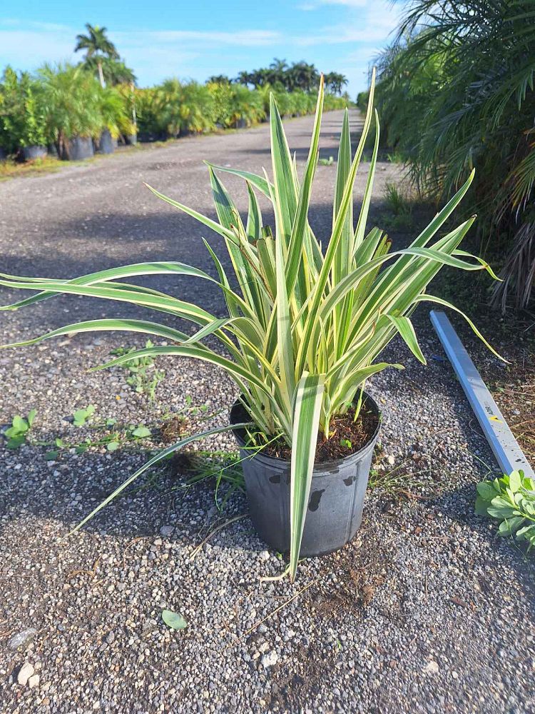 dianella-ensifolia-cerulean-flaxlily