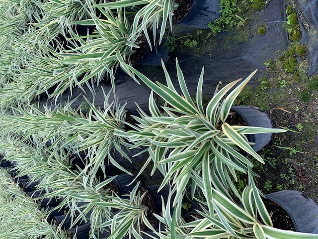 dianella-ensifolia-cerulean-flaxlily