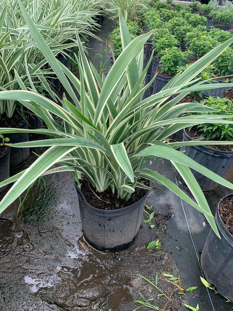 dianella-ensifolia-cerulean-flaxlily