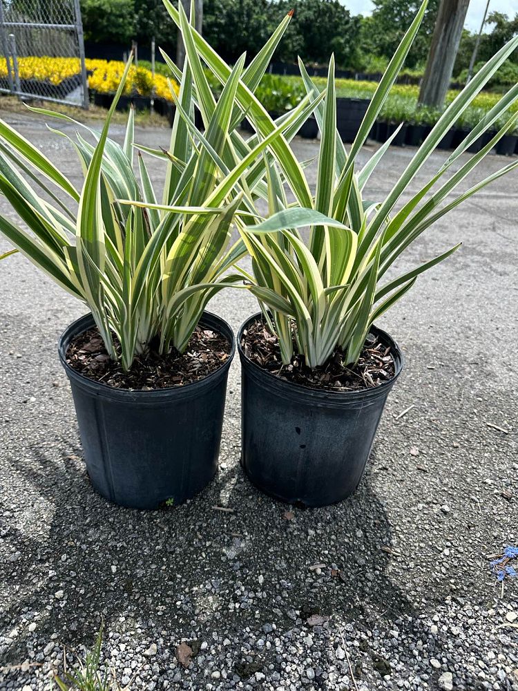 dianella-spp-flax-lily