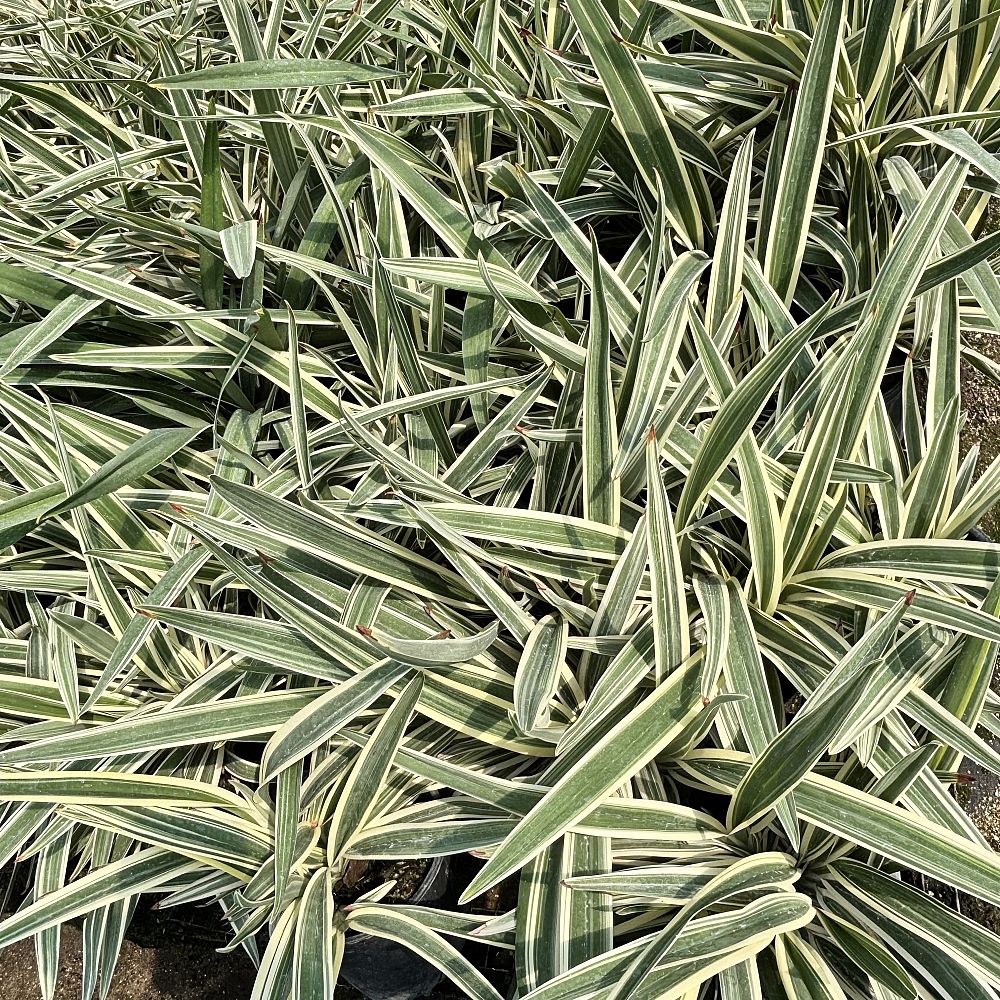 dianella-spp-flax-lily