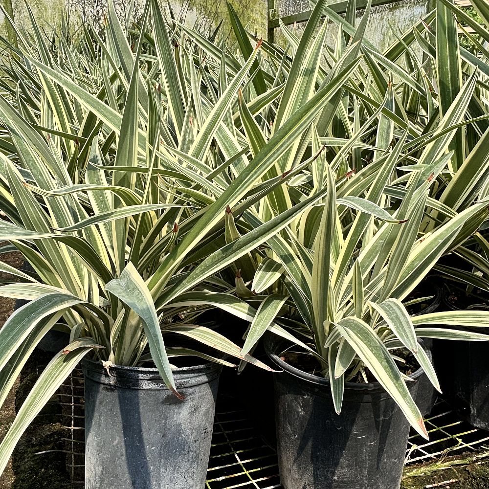 dianella-spp-flax-lily