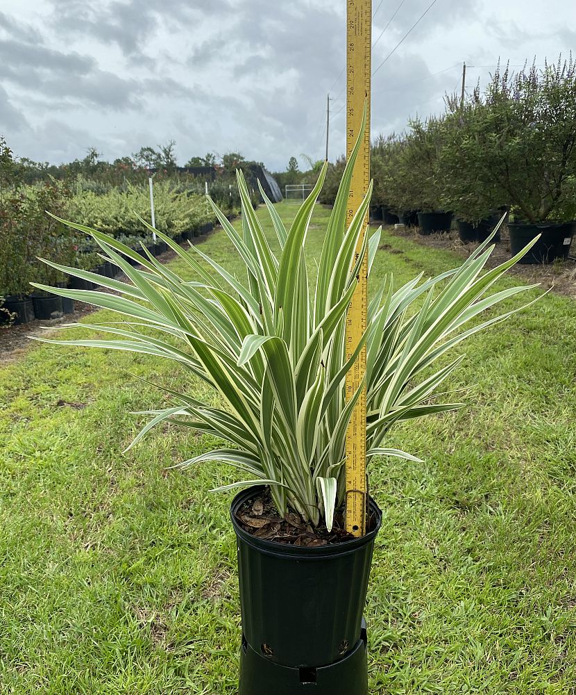 dianella-spp-flax-lily