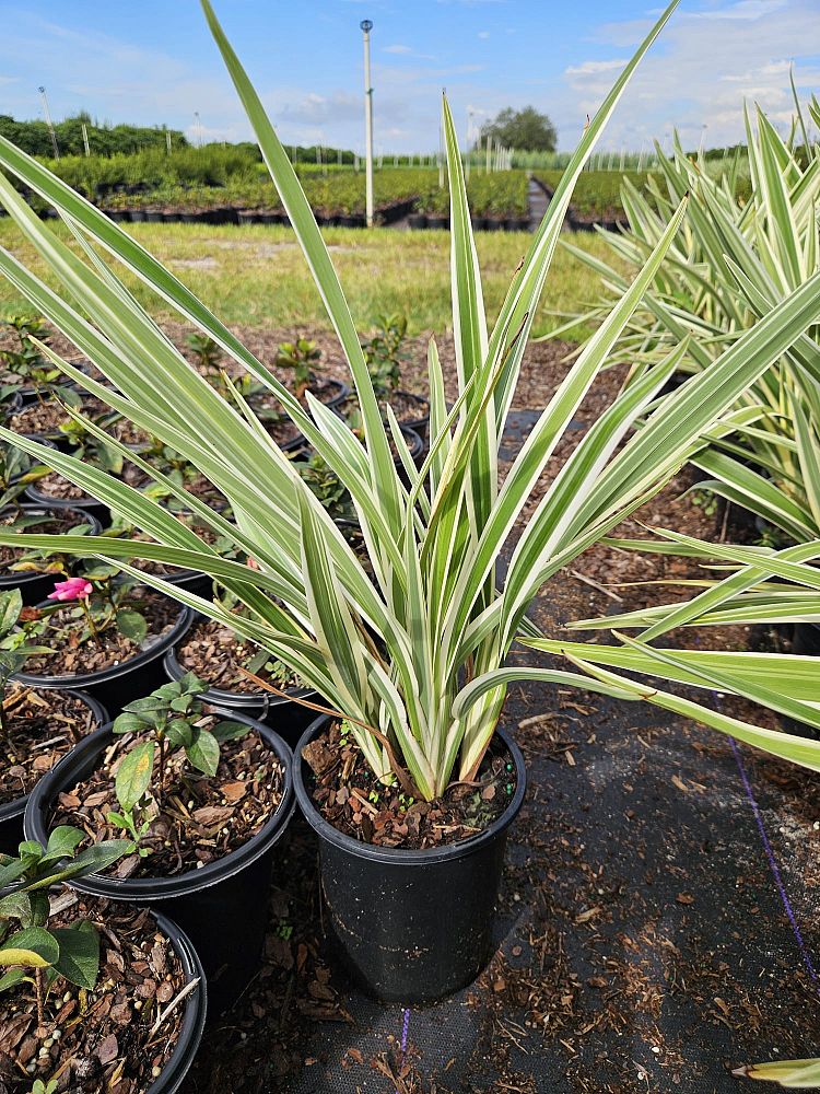 dianella-spp-flax-lily