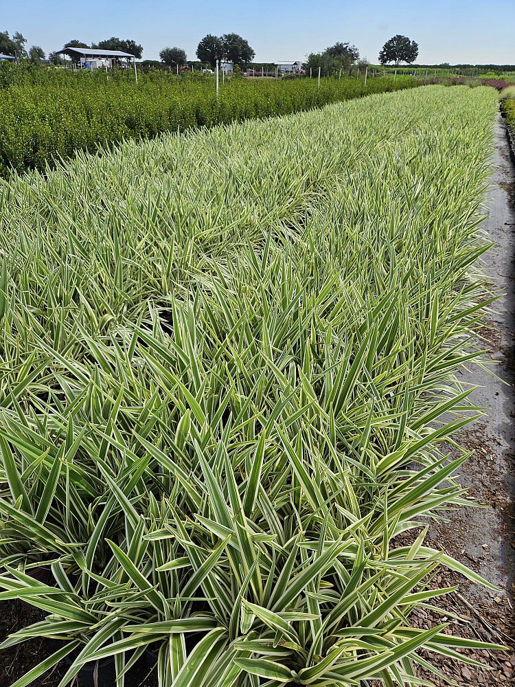 dianella-spp-flax-lily