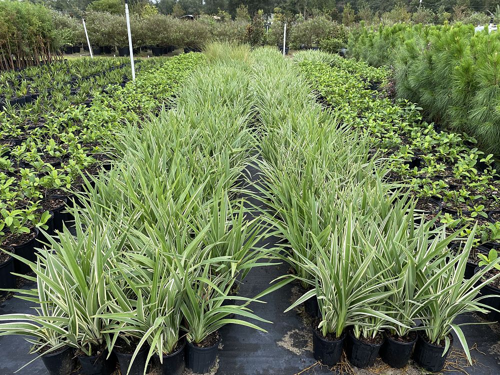 dianella-spp-flax-lily