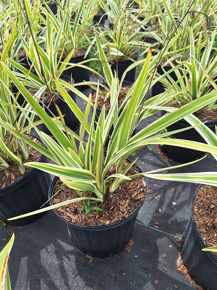 dianella-spp-flax-lily