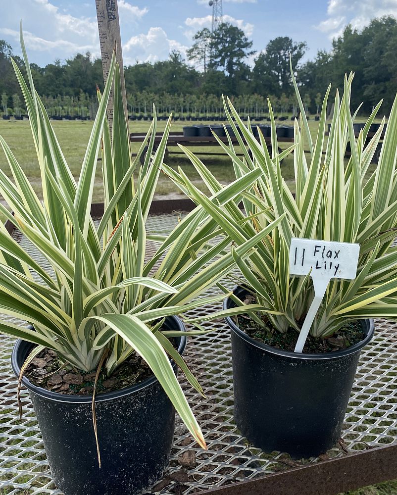 dianella-tasmanica-flax-lily-tasmanian-flax-lily