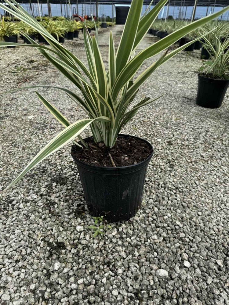 dianella-tasmanica-flax-lily-tasmanian-flax-lily