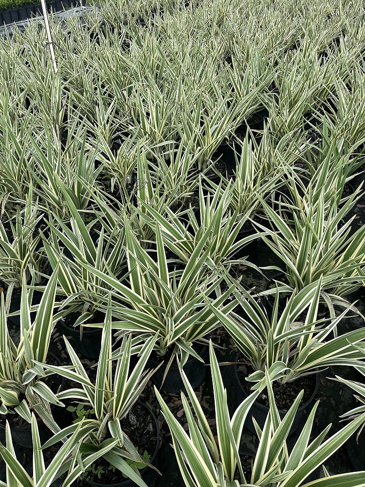 dianella-tasmanica-flax-lily-tasmanian-flax-lily