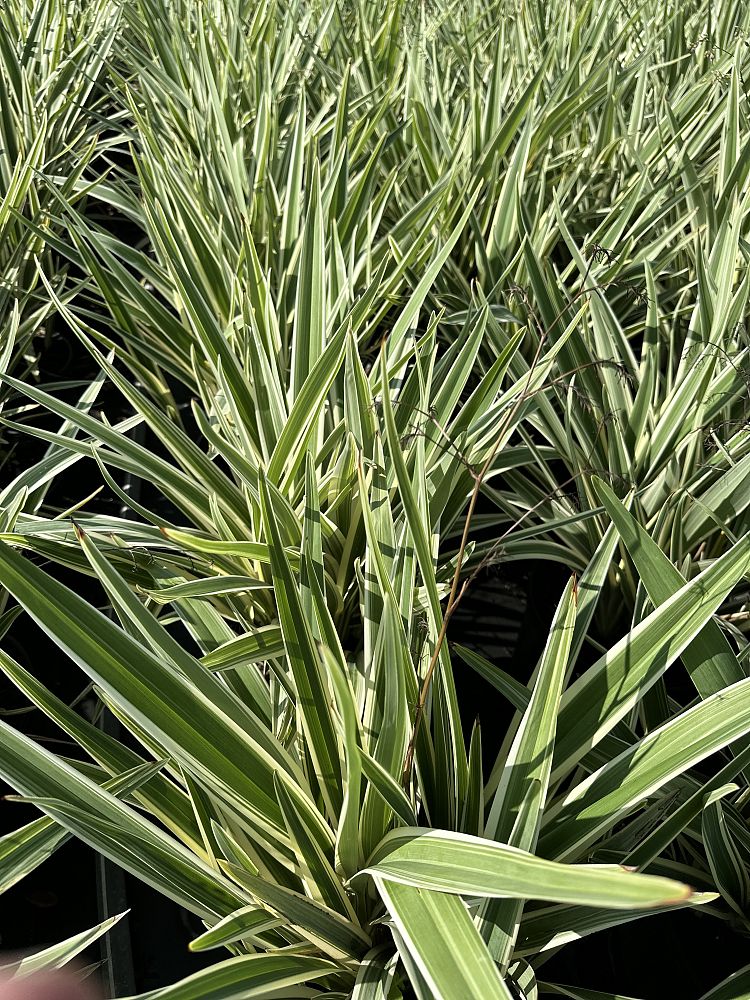 dianella-tasmanica-flax-lily-tasmanian-flax-lily