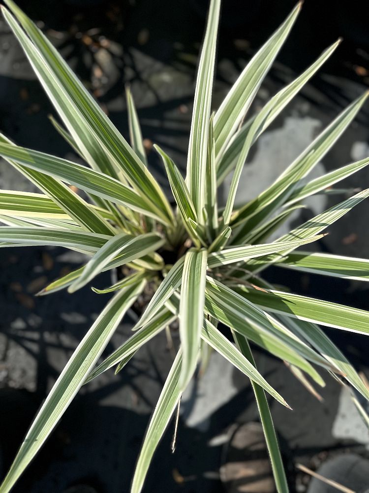 dianella-tasmanica-flax-lily-tasmanian-flax-lily